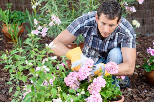Professional gardener tending to plants in Camden